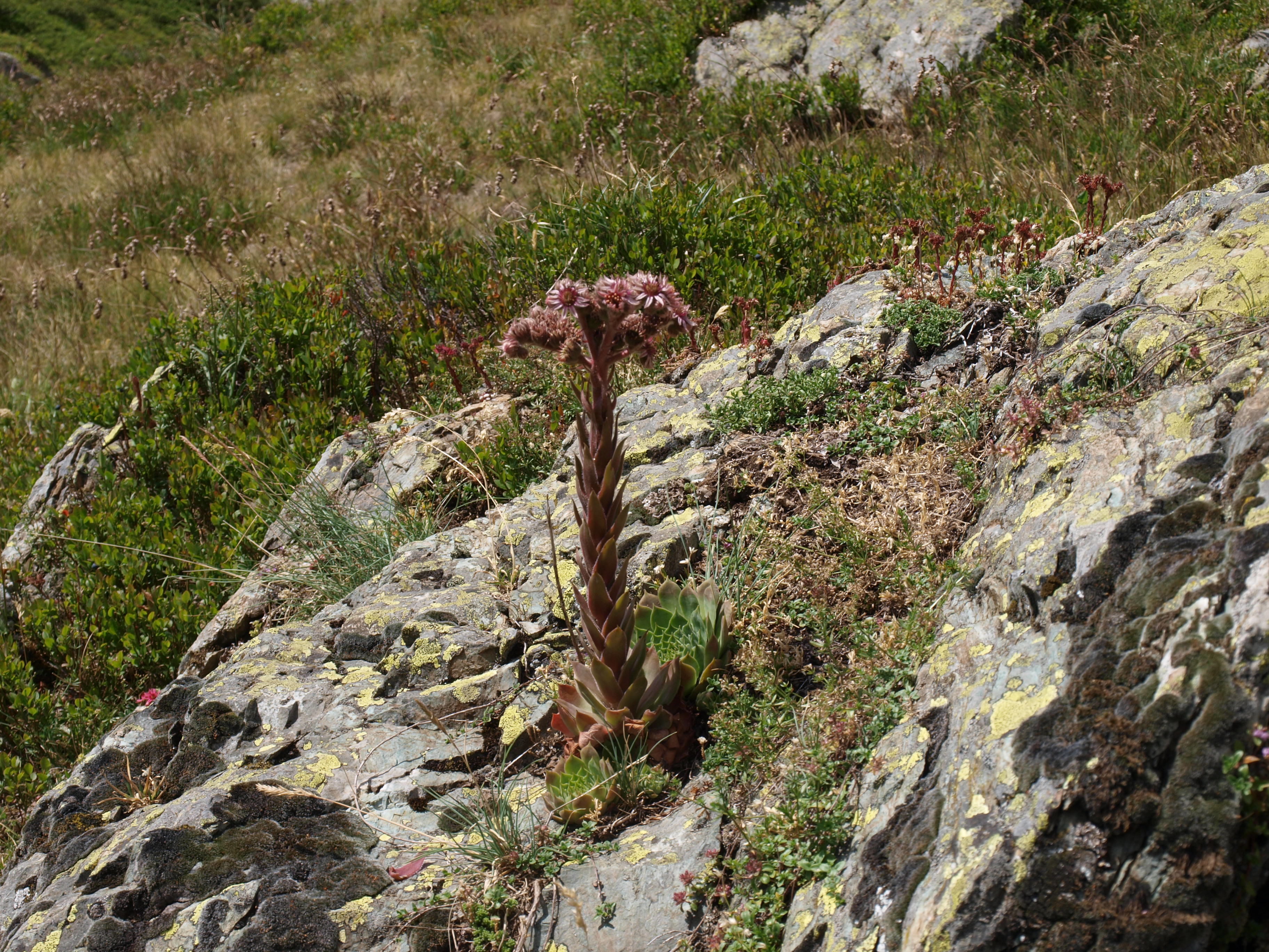 Joubarbe (Sempervivum montanum)