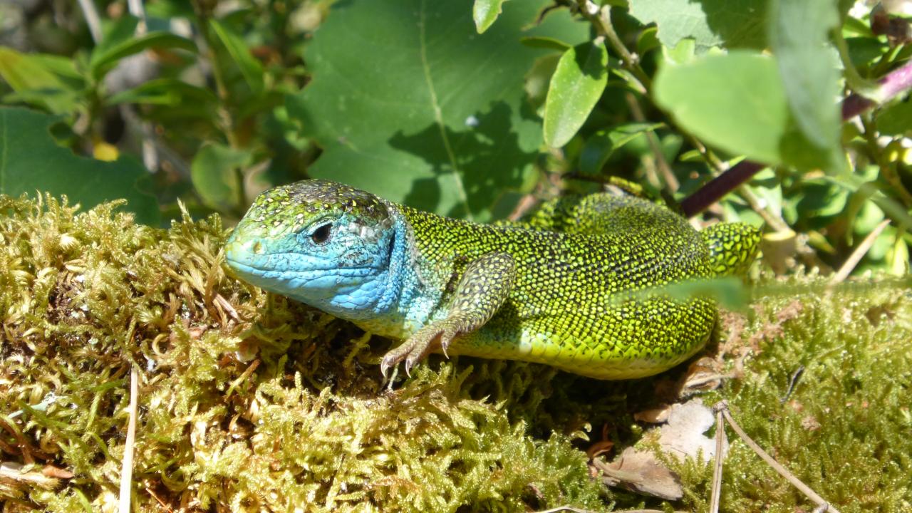 Lézard