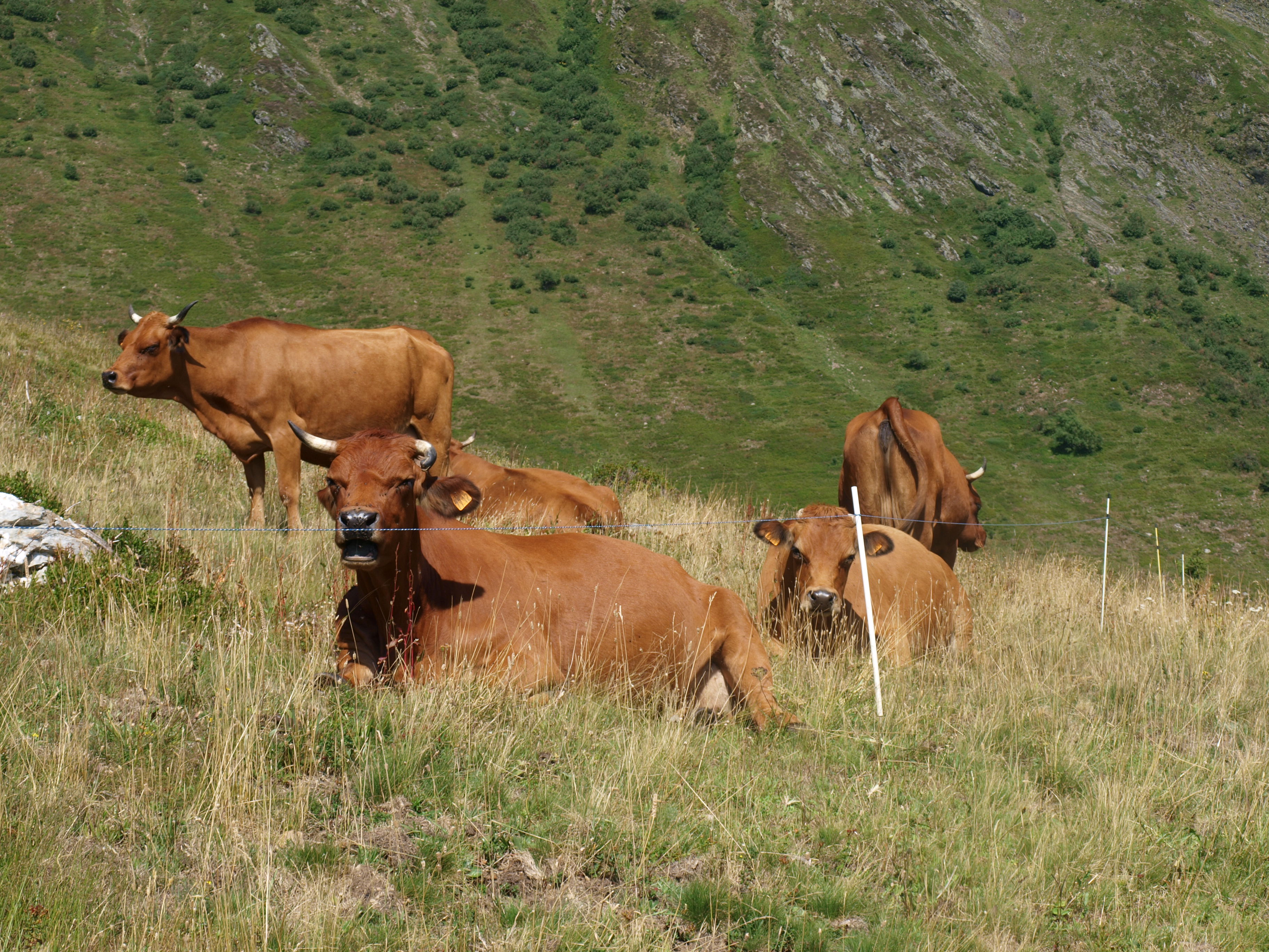 La vache qui rit