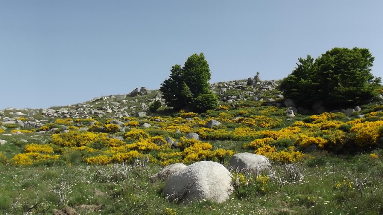 Nature jaune