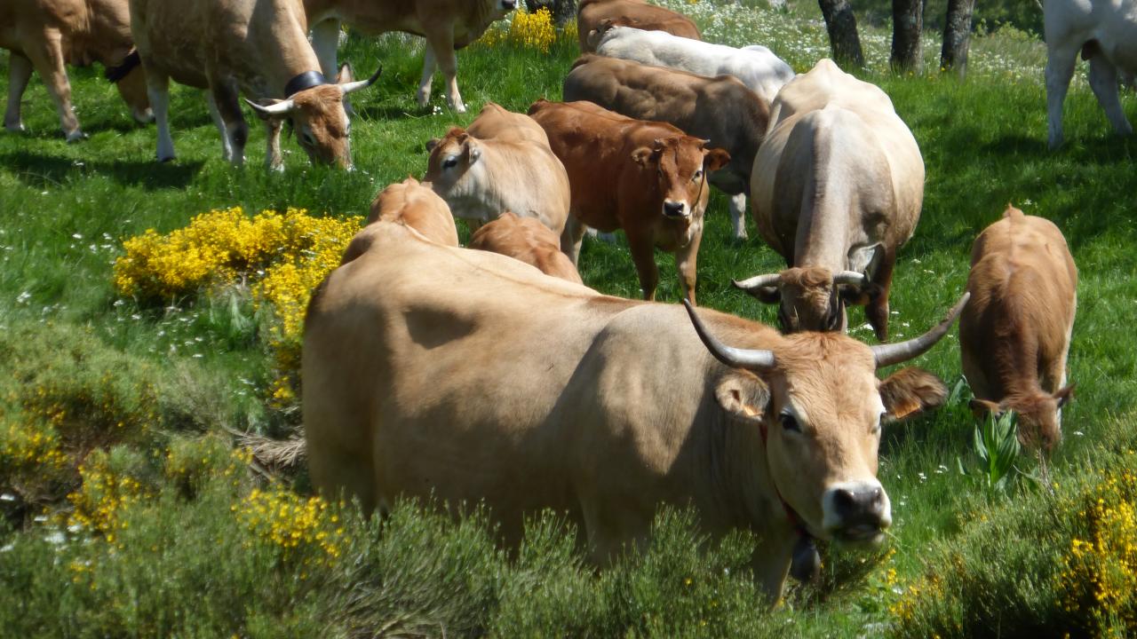 Vache locale, mais loin d'être folle