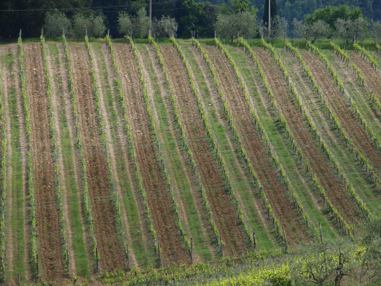 Vignes dans le Chianti